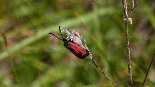 Zygaena loti